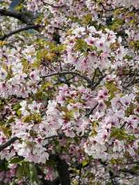 🌸大阪豐國神社的櫻花盛放：歷史與美景的完美交融🌸