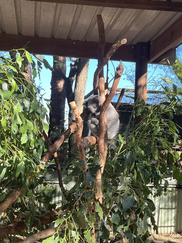 雪梨野生動物園推薦～與無尾熊近距離拍照📷