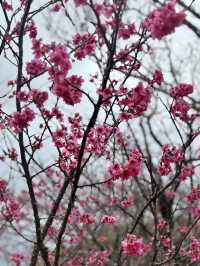 今歸仁城-樱花、美景、歷史與文化的交融