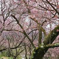 桑田山の雪割桜