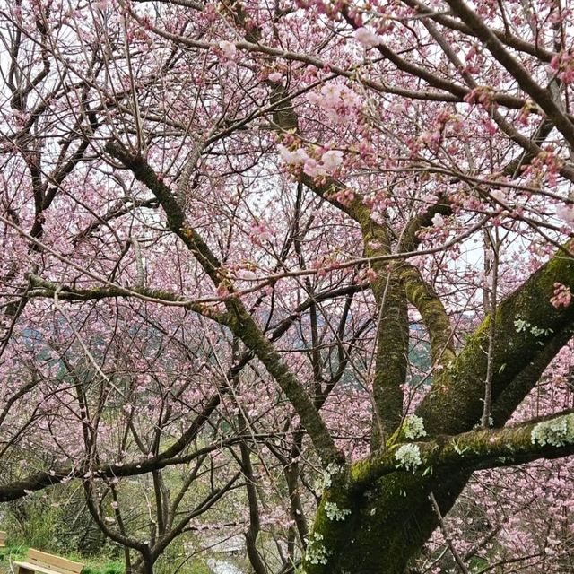 桑田山の雪割桜