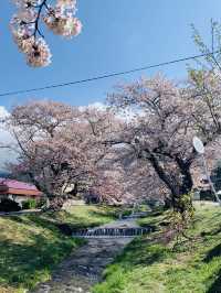ซากุระที่ Kanonji River ฟุกุชิมะ ไม่ควรพลาด