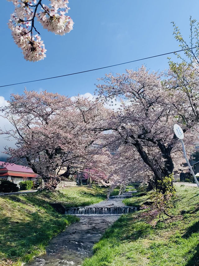 ซากุระที่ Kanonji River ฟุกุชิมะ ไม่ควรพลาด