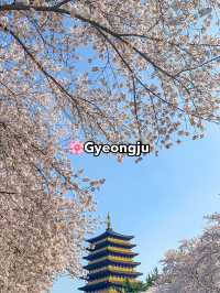 Top Spring Destinations in Korea🌸