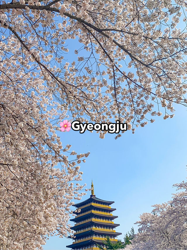 Top Spring Destinations in Korea🌸