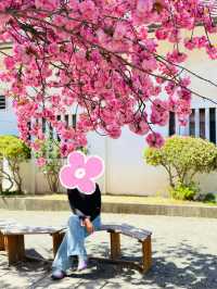ซากุระบานสุดโรแมนติกที่ Tsuruga Castle