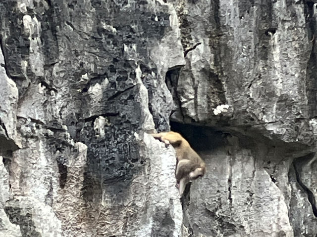 越南🇻🇳下龍灣遊船 奇岩怪石堪稱海上動物園