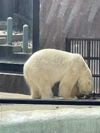 東京｜都市叢林的一方恩賜 百年前戰場變身上野動物園