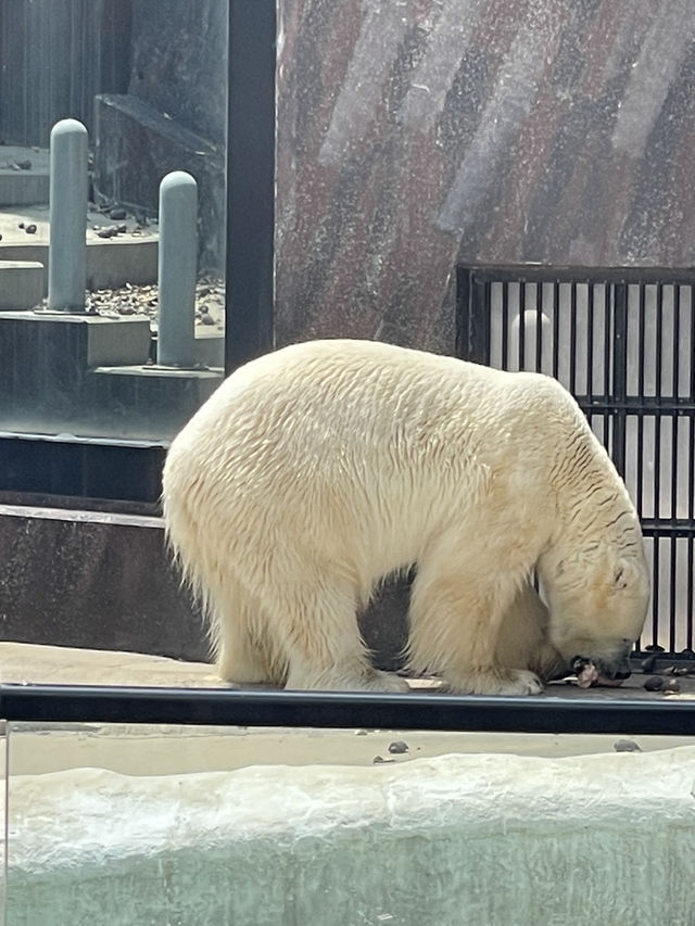 東京｜都市叢林的一方恩賜 百年前戰場變身上野動物園