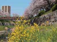 Yamazaki River Four Seasons Road (山崎川四季の道)