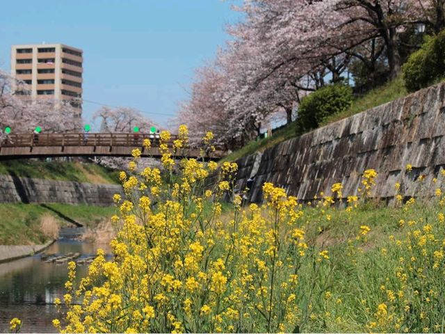 Yamazaki River Four Seasons Road (山崎川四季の道)