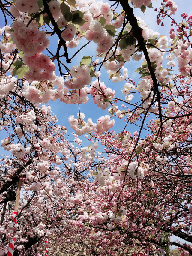 大阪賞櫻，千萬不要錯過🌸造幣局🌸