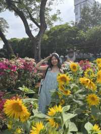 🌸 Spring in Ho Chi Minh City