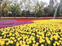 ซากุระ @Jing'an Sculpture Park