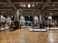 東京景點｜設置在不起眼角落，背對其他展覽品~神秘木乃伊—JP TOWER學術文化綜合博物館「INTERMEDIATHEQUE」