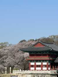 경주 벚꽃 여행 2박 3일 여행 1일차