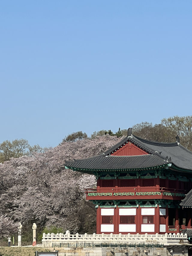 경주 벚꽃 여행 2박 3일 여행 1일차