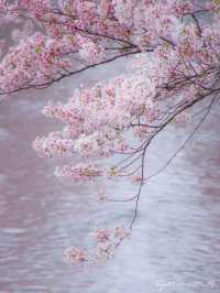 Fall in the Dreams of Sakura~🌸☁️