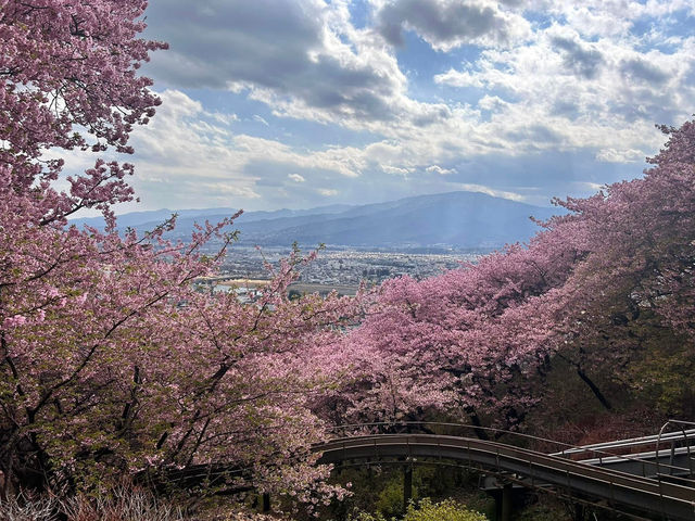 Chasing Sakura at Matsuda Kanagawa Prefecture