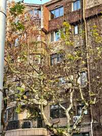 𝘠𝘰𝘯𝘨𝘬𝘢𝘯𝘨 𝘙𝘰𝘢𝘥｜A Stroll Through the Plane Tree District