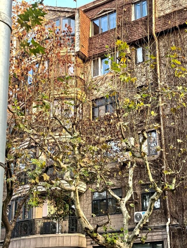 𝘠𝘰𝘯𝘨𝘬𝘢𝘯𝘨 𝘙𝘰𝘢𝘥｜A Stroll Through the Plane Tree District