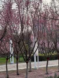 Cherry Blossom 🌸 trip to Handan