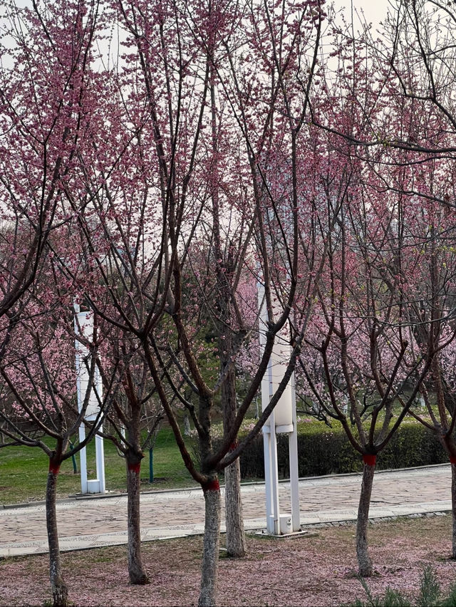 Cherry Blossom 🌸 trip to Handan