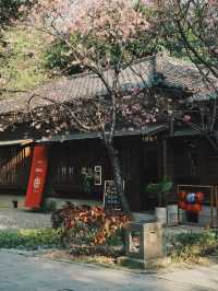 櫻花、木屋與咖啡香 走進77文藝町的慢生活