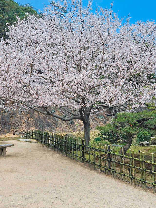올해 아름다운 첫 벚꽃놀이 🌸 일본에서 즐기기