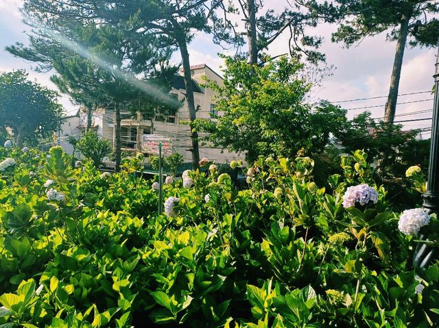 越南大叻著名花園公園景點：Flower garden，適合打卡拍照📸