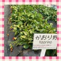 【千葉】でいちご狩り🍓