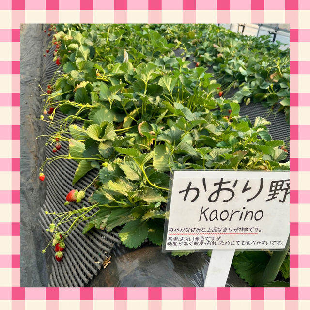 【千葉】でいちご狩り🍓
