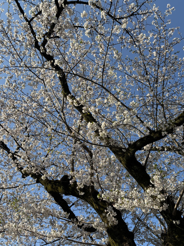 [부도칸] 봄바람 흩날리며~🌸 도심속 고요한 벚꽃명소