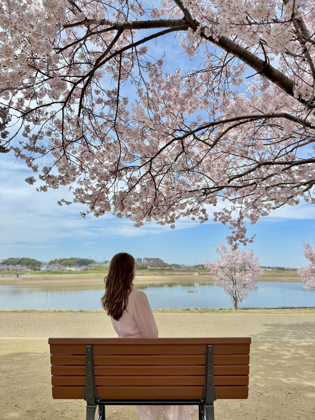 大阪 ❤︎ 長期間お花見ができる無料スポット🌸
