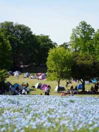 【埼玉×森林公園】  ネモフィラ ポピーなどの花畑の絶景スポット