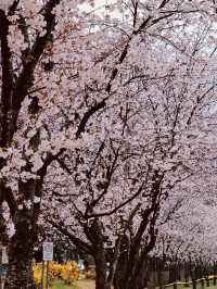 A Breath of Spring Air: Exploring Daecheong Park's Rejuvenating Landscape