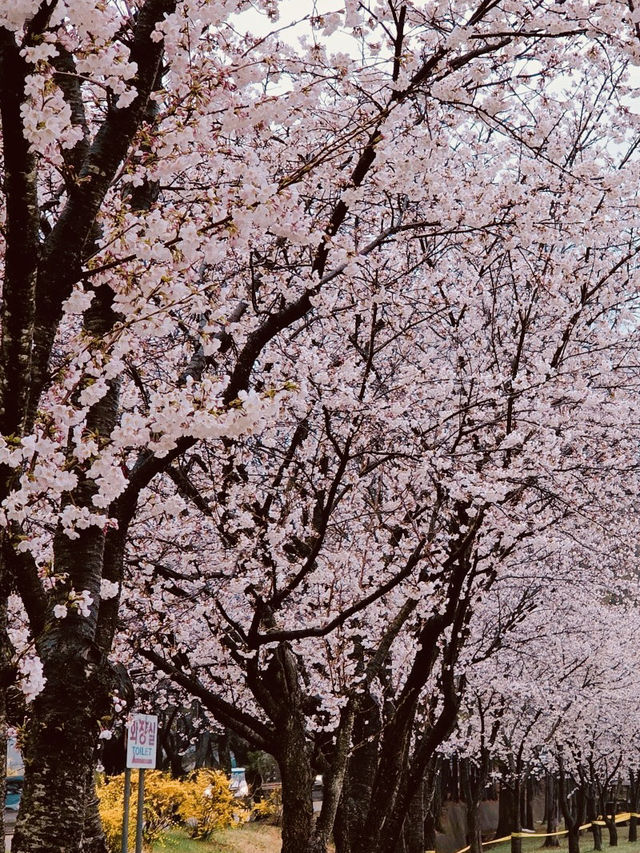 A Breath of Spring Air: Exploring Daecheong Park's Rejuvenating Landscape