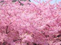 Kawazu-Zakura Cherry Trees in Yodo, Kyoto 