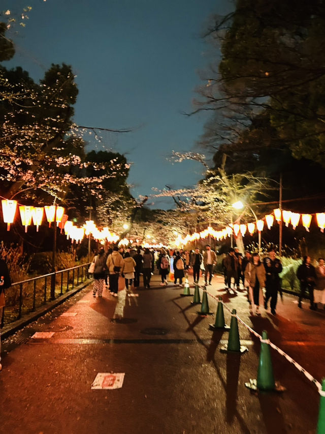 都内屈指のお花見名所🌸上野恩賜公園で春満喫！