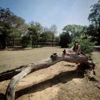 Steps of Serenity: Walking Through Tunghai University and Luce Chapel