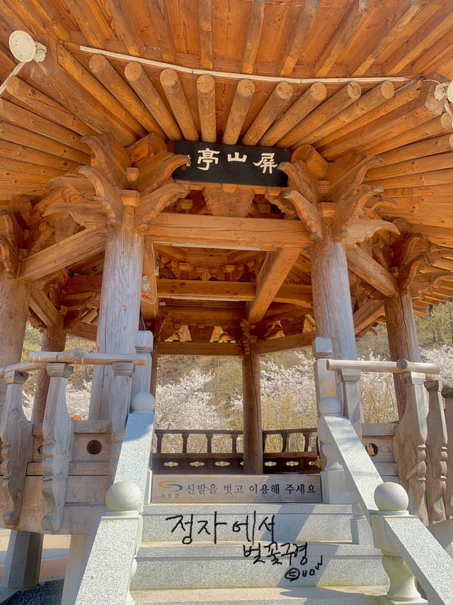 기장 병산 저수지에서 벚꽃데이투🌸