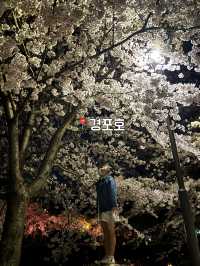 벚꽃 만개했다!