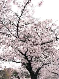 🇯🇵日本名古屋 | 鶴舞公園櫻花已開滿‼️🌸