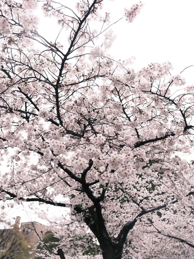 🇯🇵日本名古屋 | 鶴舞公園櫻花已開滿‼️🌸