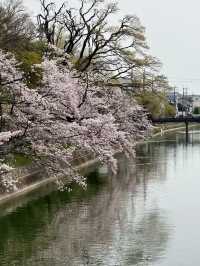 Rising Sun, Setting Hearts: My Japan Adventure