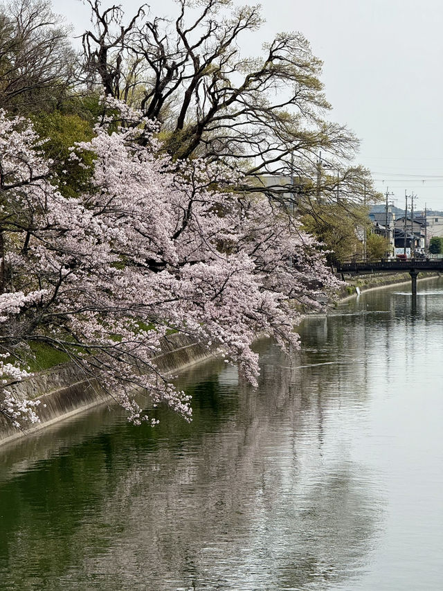Rising Sun, Setting Hearts: My Japan Adventure