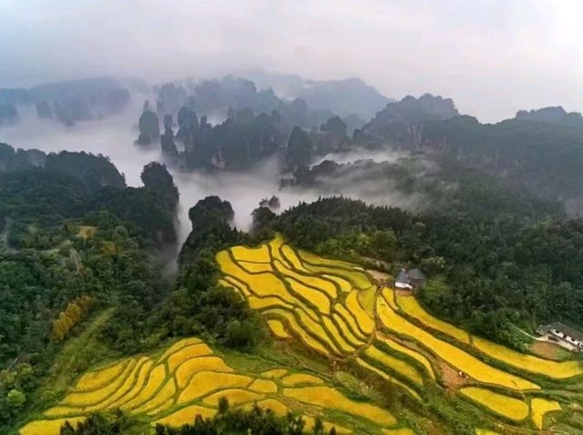 Autumn Magic in Zhangjiajie: A Peaceful Escape into Nature's Colors