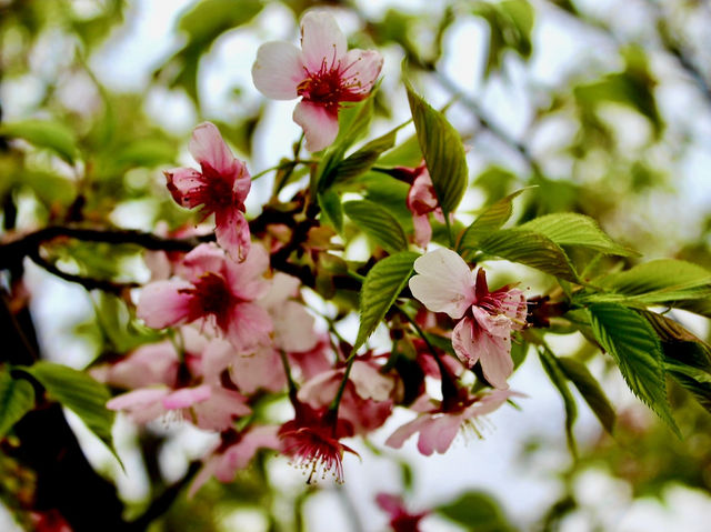 Spring Blossoms in Shanghai 🌸🇨🇳