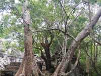 A Mysterious temple, beng mealea temple