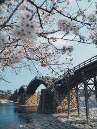 【おすすめ花見スポット】山口県の岩国錦帯橋
